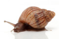 Lissachatina craveni juvenil
